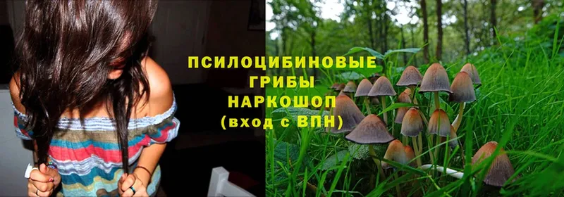 гидра зеркало  Новокубанск  Псилоцибиновые грибы Psilocybine cubensis  продажа наркотиков 