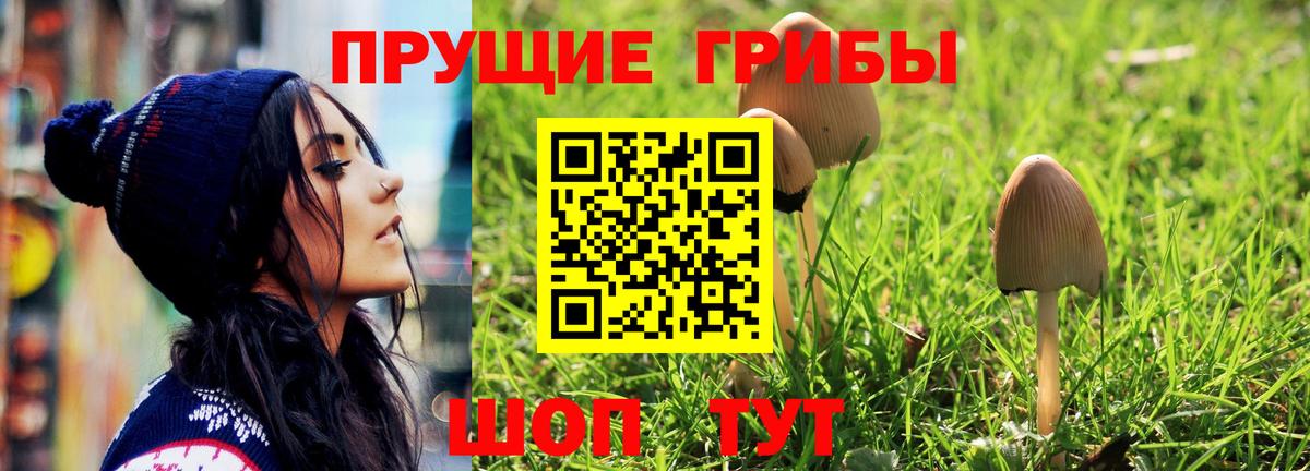 Новокубанск  Галлюциногенные грибы Psilocybe  Вход с VPN  Псилоцибиновые грибы Psilocybe 
